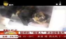 最新偷鱼爆料新闻视频大全,揭秘水下盗猎黑幕